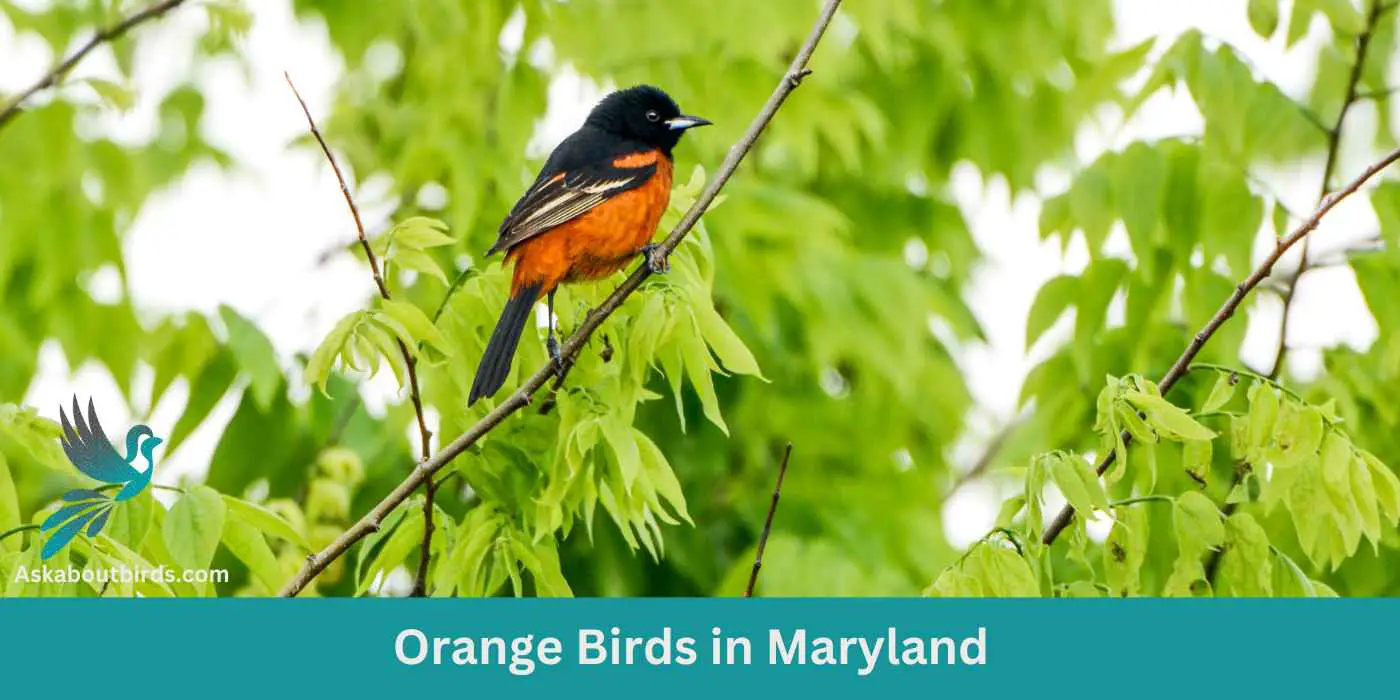 Orange Birds in Maryland