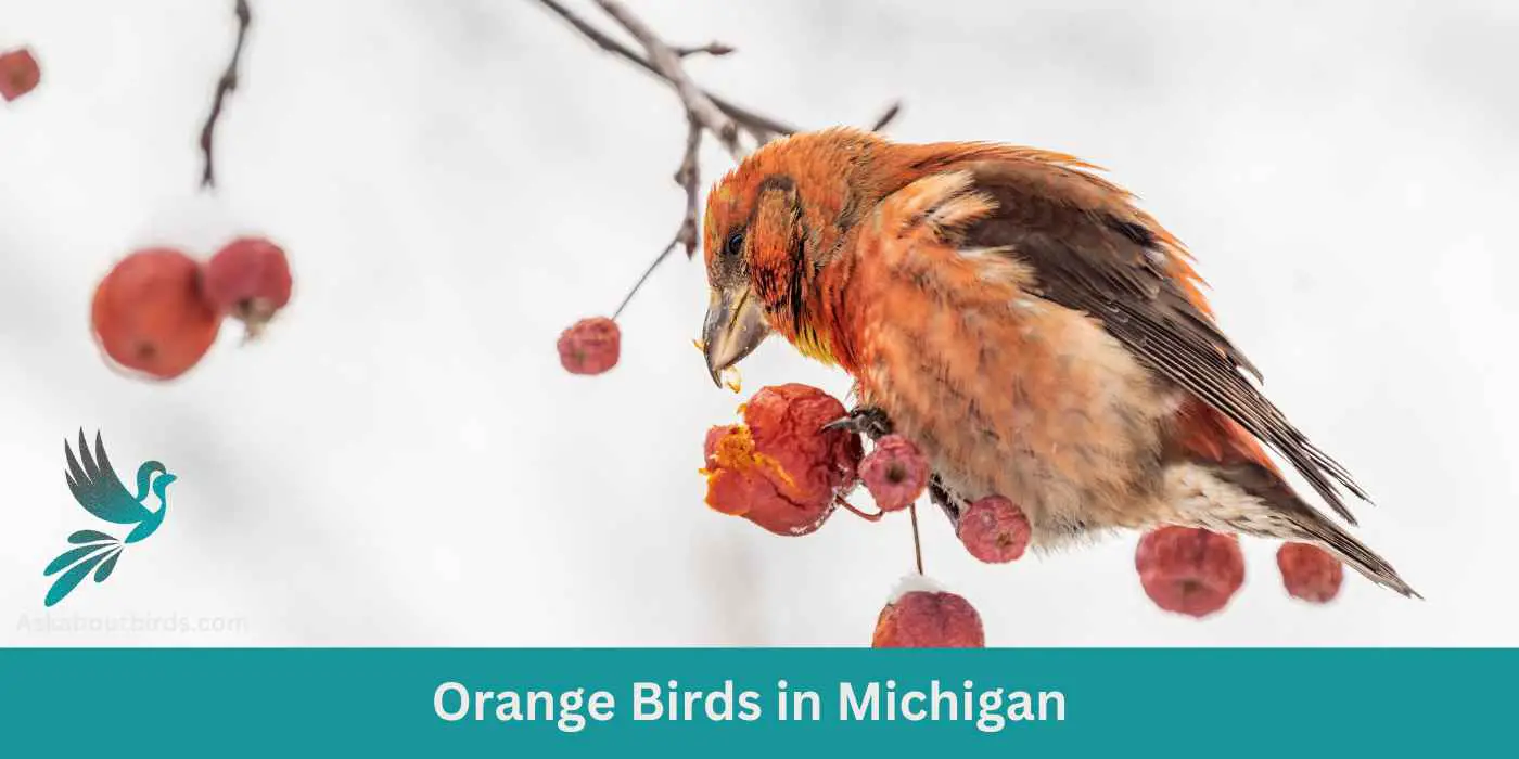 Orange Birds in Michigan