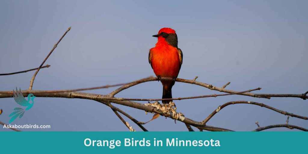 9 Orange Birds in Minnesota (+Free Photo Guide) Ask About Birds