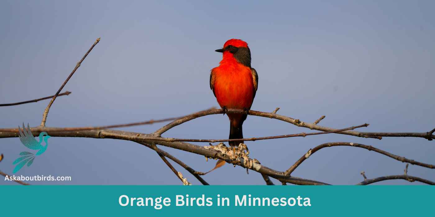 Orange Birds in Minnesota