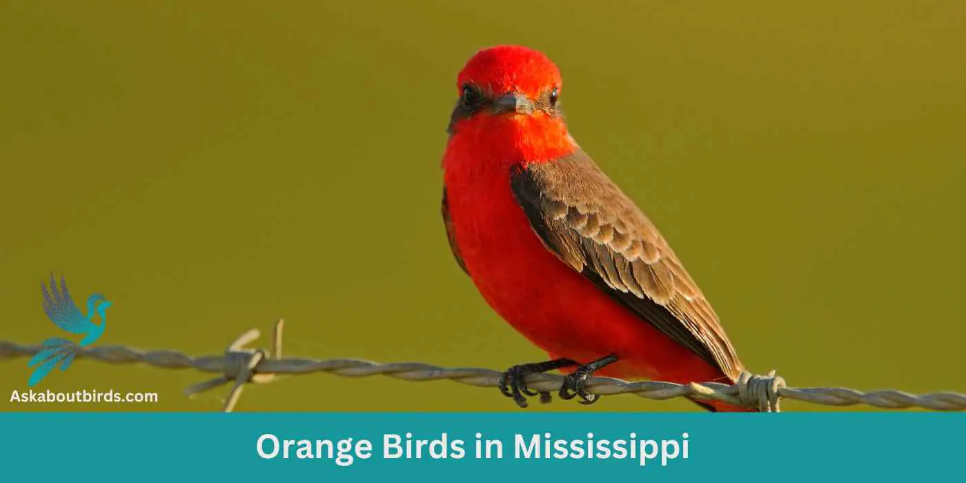 Orange Birds in Mississippi