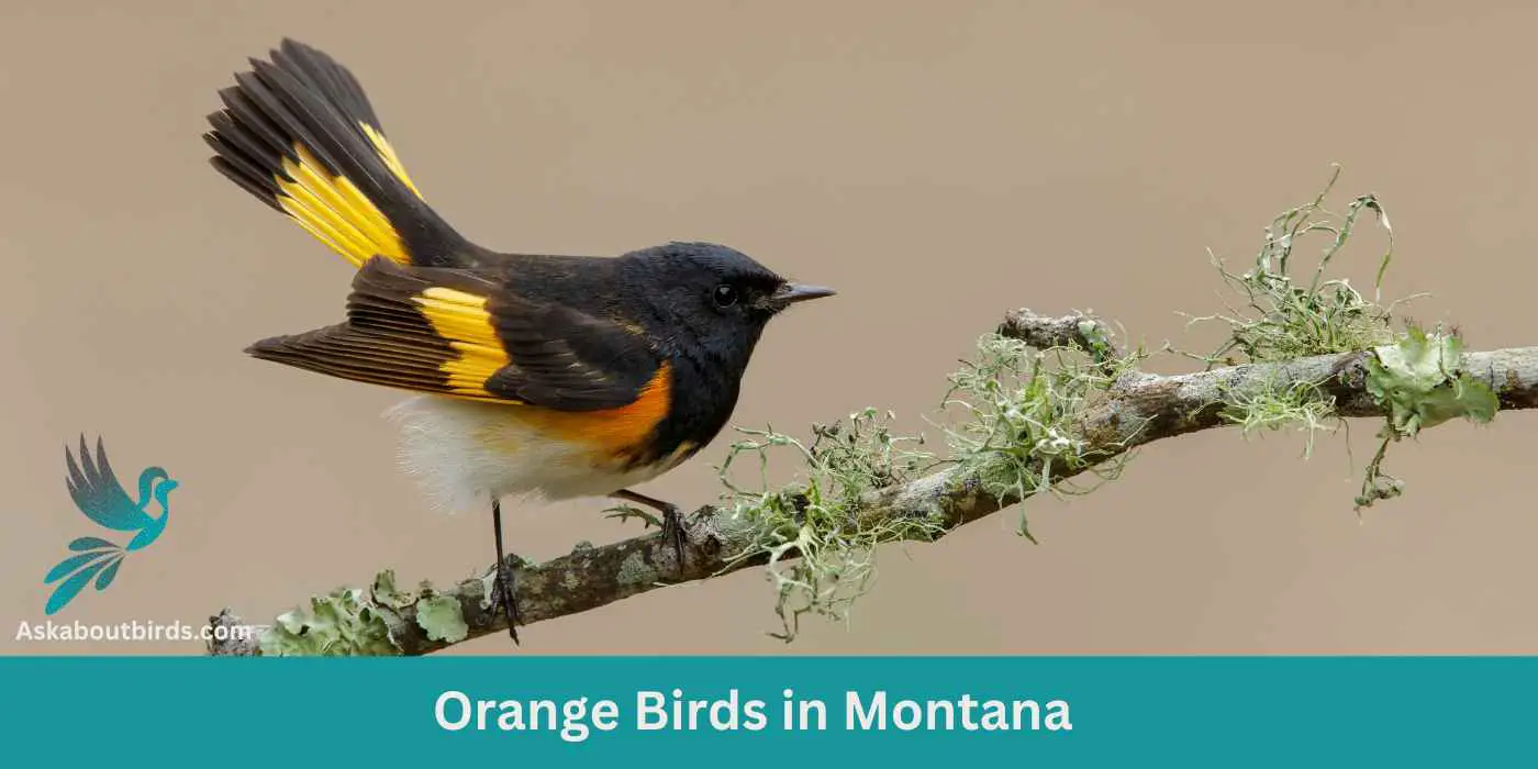 Orange Birds in Montana