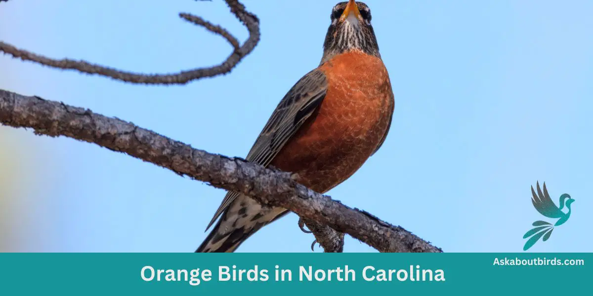 Orange Birds in North Carolina
