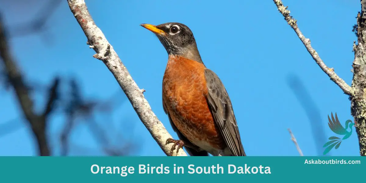 Orange Birds in South Dakota