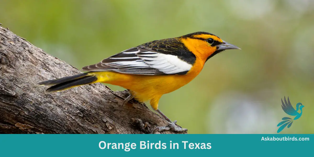 Orange Birds in Texas