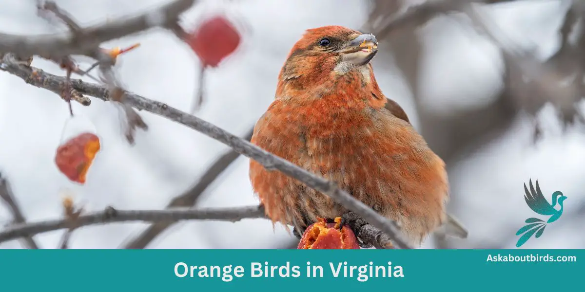 Orange Birds in Virginia
