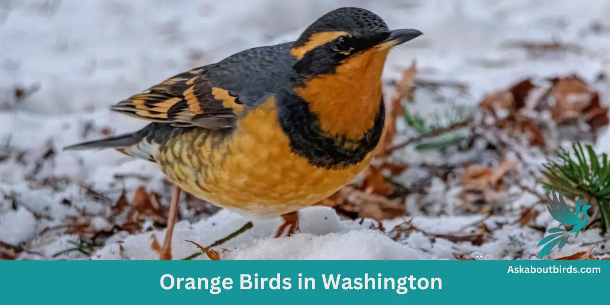 Orange Birds in Washington