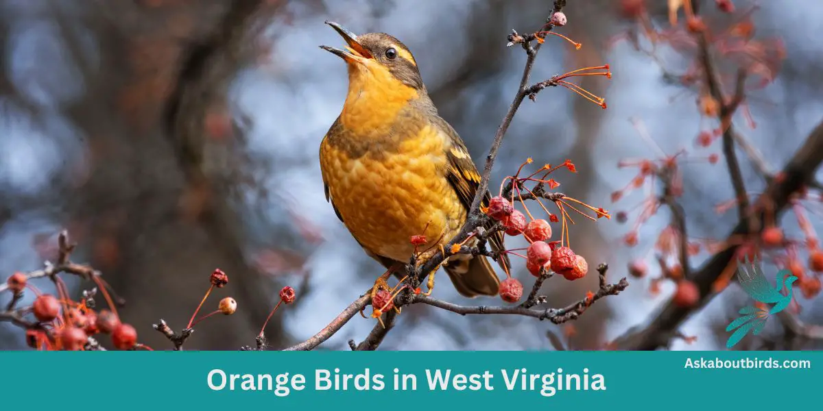 Orange Birds in West Virginia