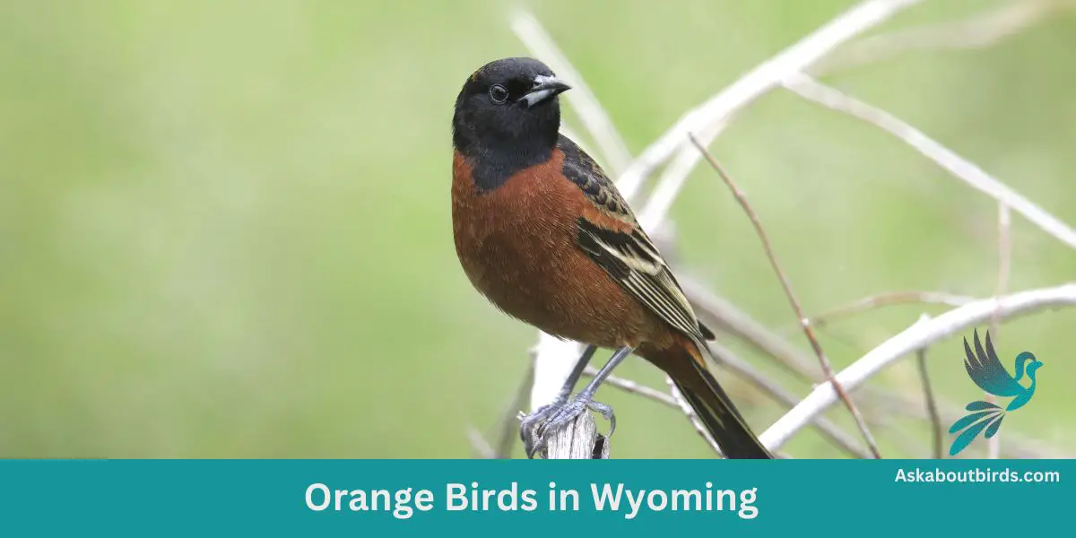 Orange Birds in Wyoming