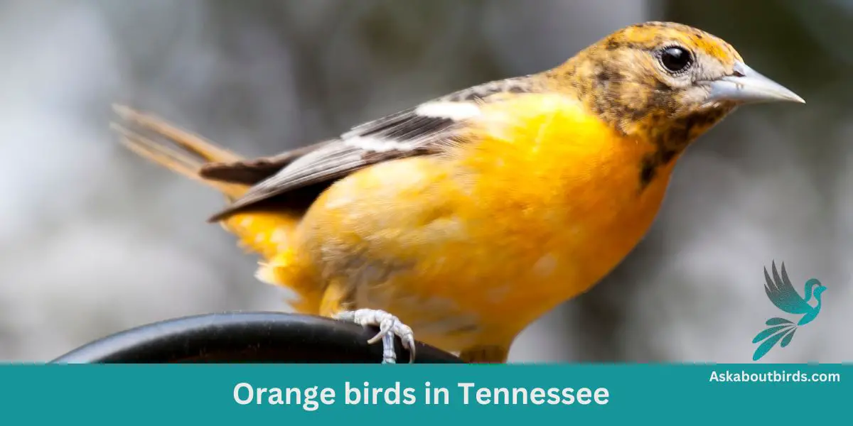 Orange birds in Tennessee