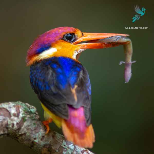 Oriental Dwarf Kingfisher close up
