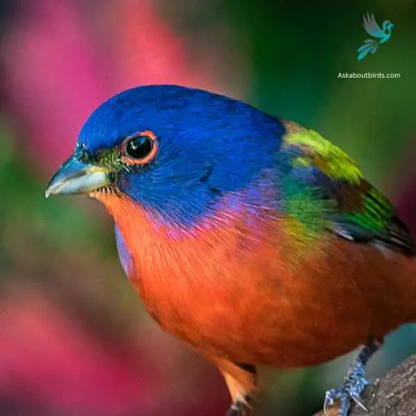 Painted Bunting close up