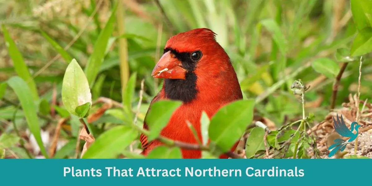 Plants That Attract Northern Cardinals