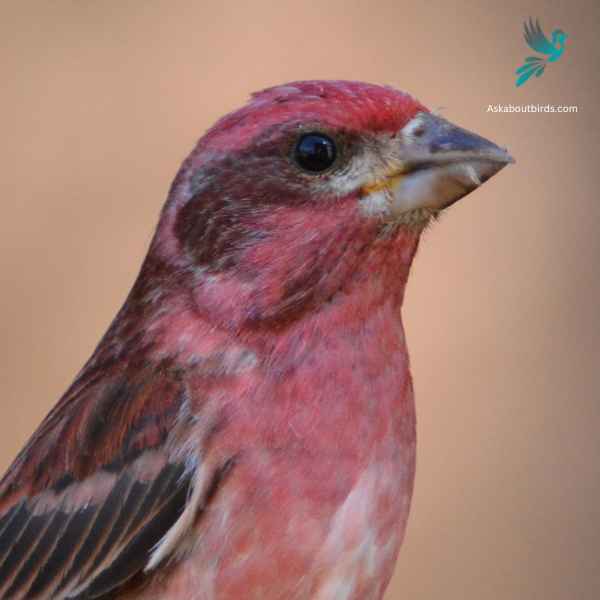 Purple Finch close up