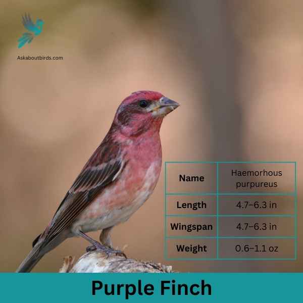 Purple Finch