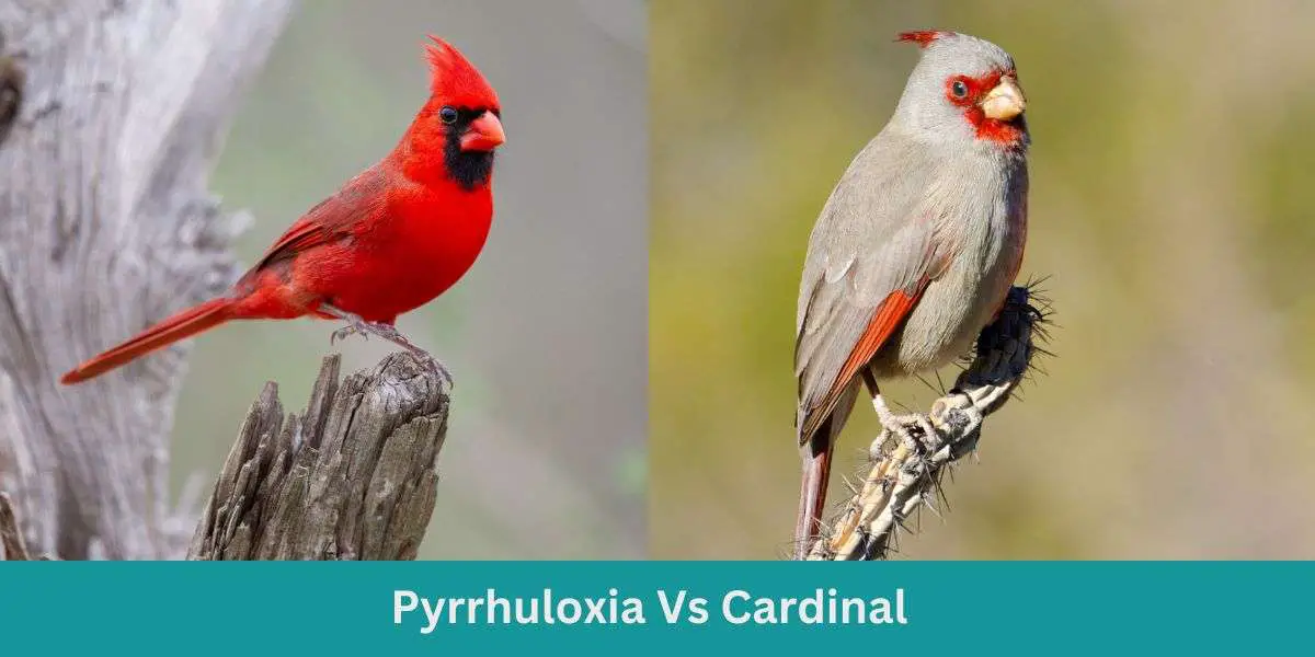 Pyrrhuloxia Vs Cardinal