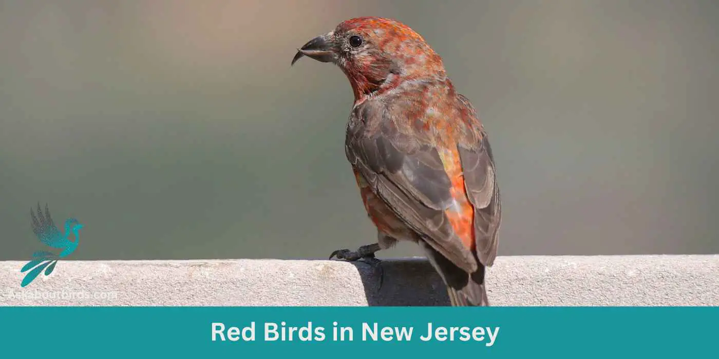 Red Birds in New Jersey