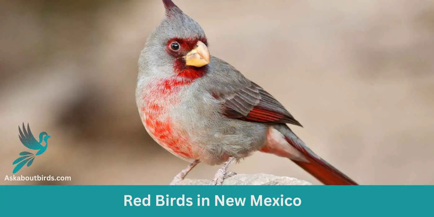 Red Birds in New Mexico