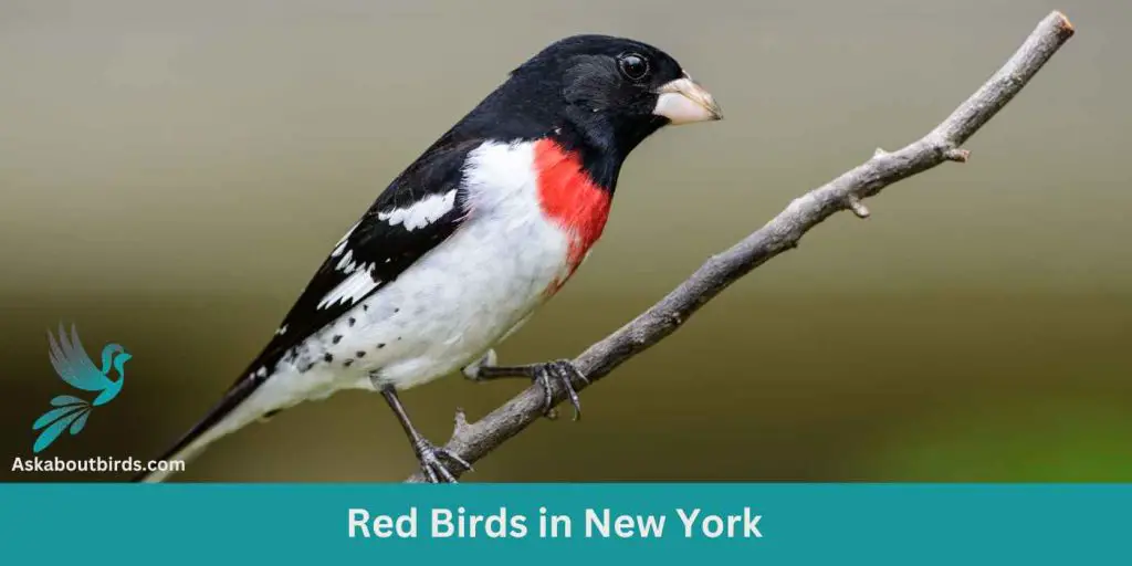 11 Red Birds in New York ( Free Photo Guide) Ask About Birds