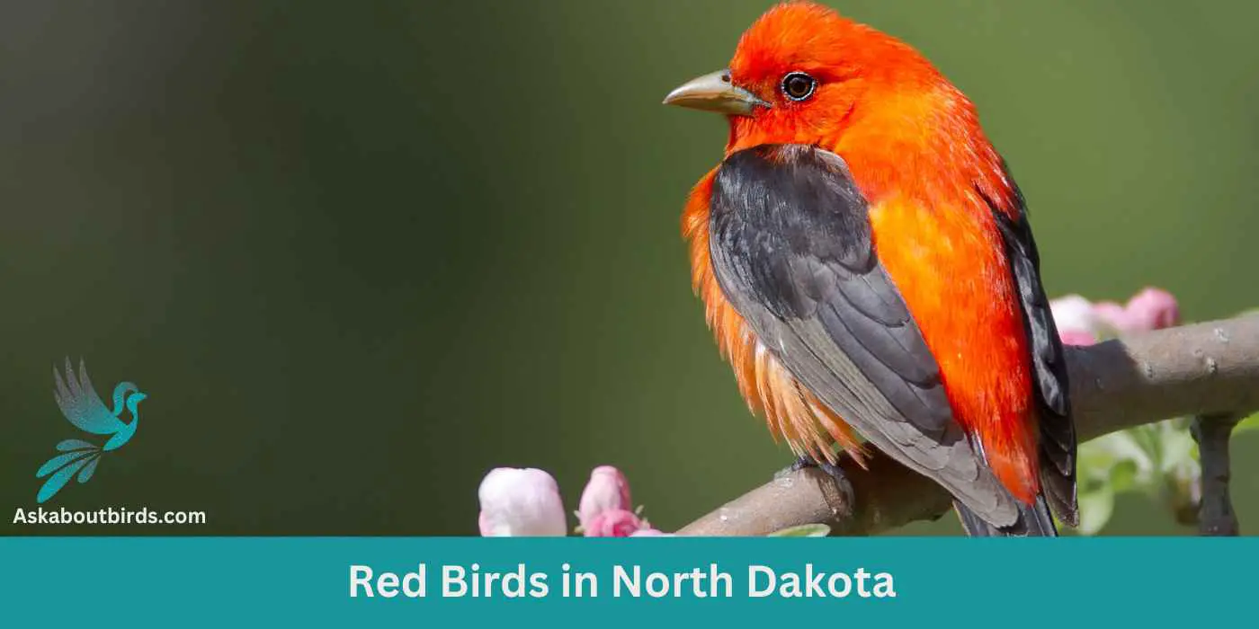 11 Red Birds in North Dakota (Free Photo Guide)