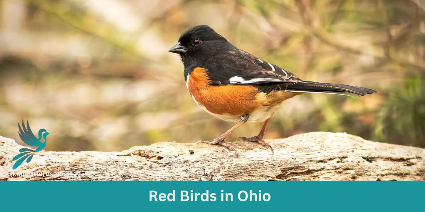 11 Red Birds in Ohio (+Free Photo Guide)