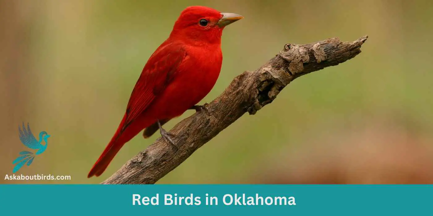 Red Birds in Oklahoma