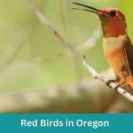 12 Red Birds in Oregon (+Free Photo Guide)