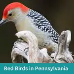 11 Red Birds in Pennsylvania (+Free Photo Guide)