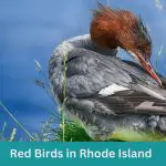 10 Red Birds in Rhode Island (+Free Photo Guide)