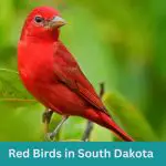 11 Red Birds in South Dakota (+Free Photo Guide)
