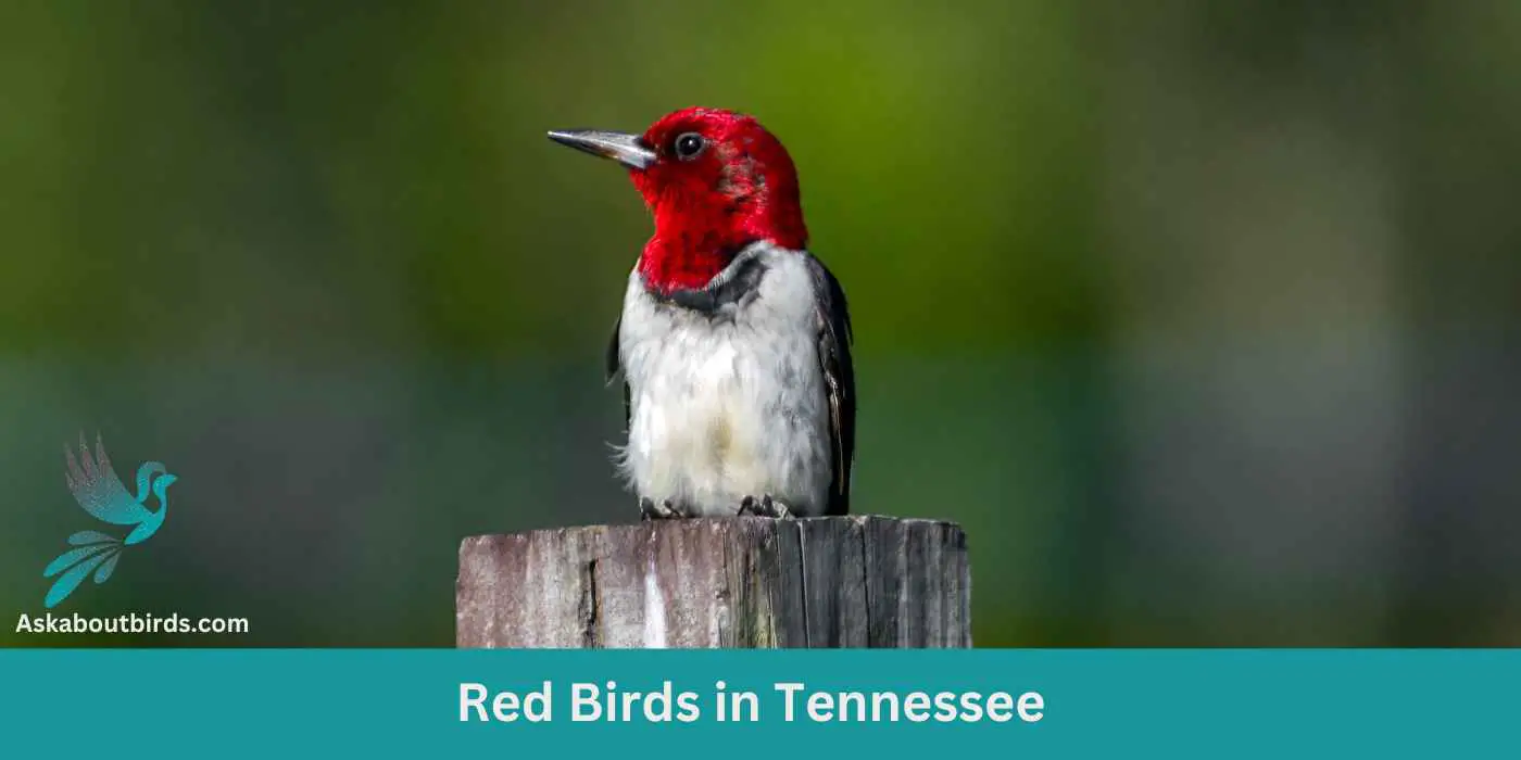 11 Red Birds in Tennessee (+Free Photo Guide)
