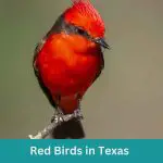 14 Red Birds in Texas (+Free Photo Guide)
