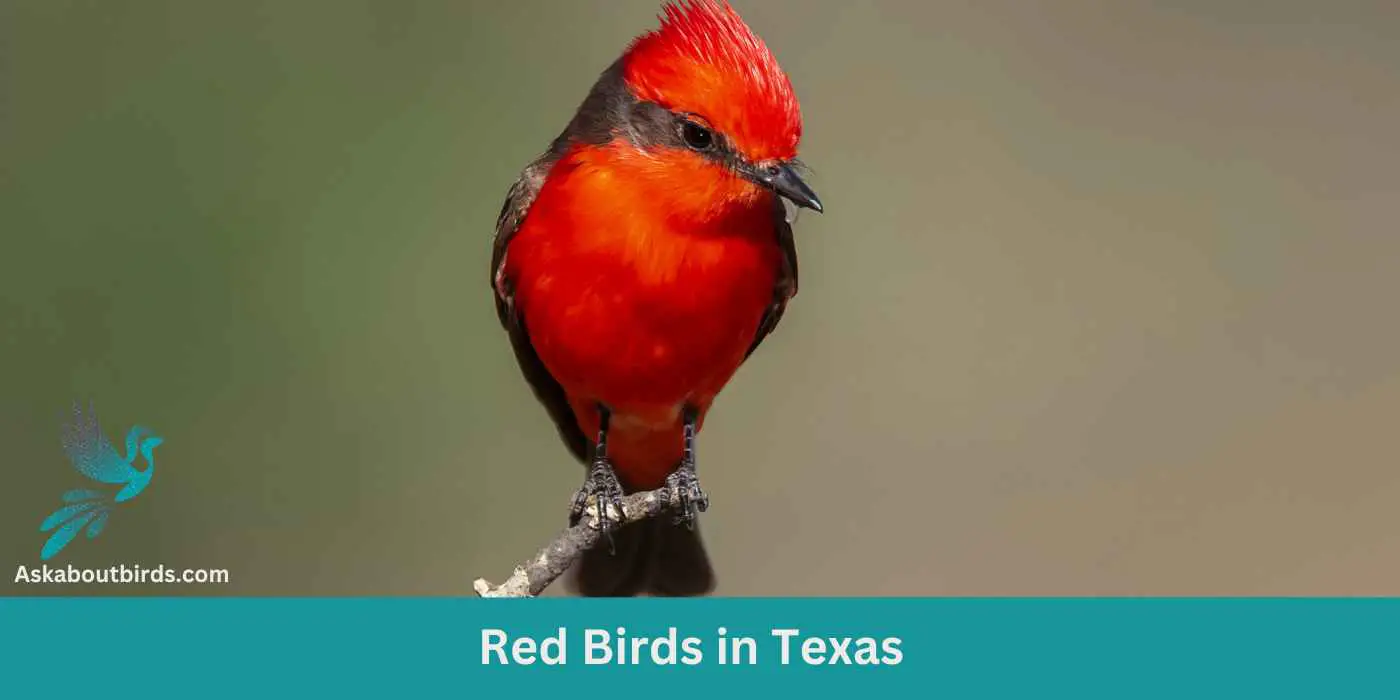 14 Red Birds in Texas (+Free Photo Guide)