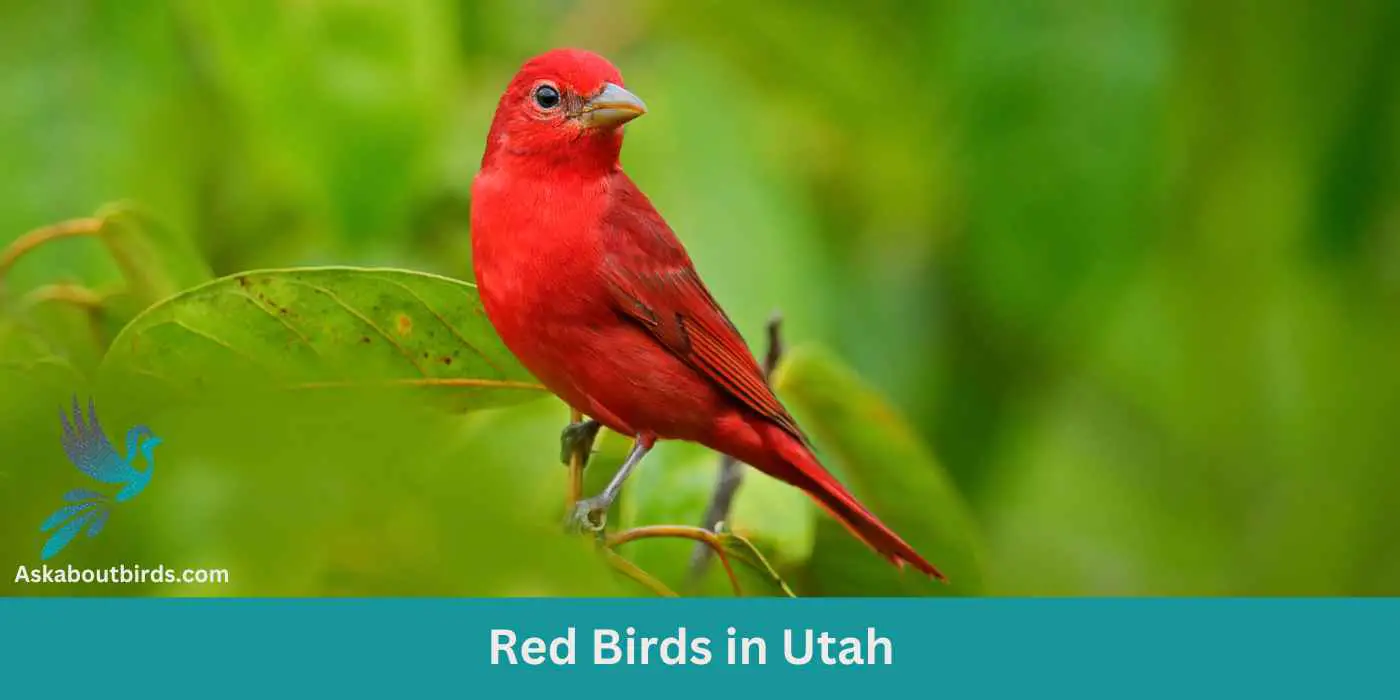 12 Red Birds in Utah (+Free photo Guide)