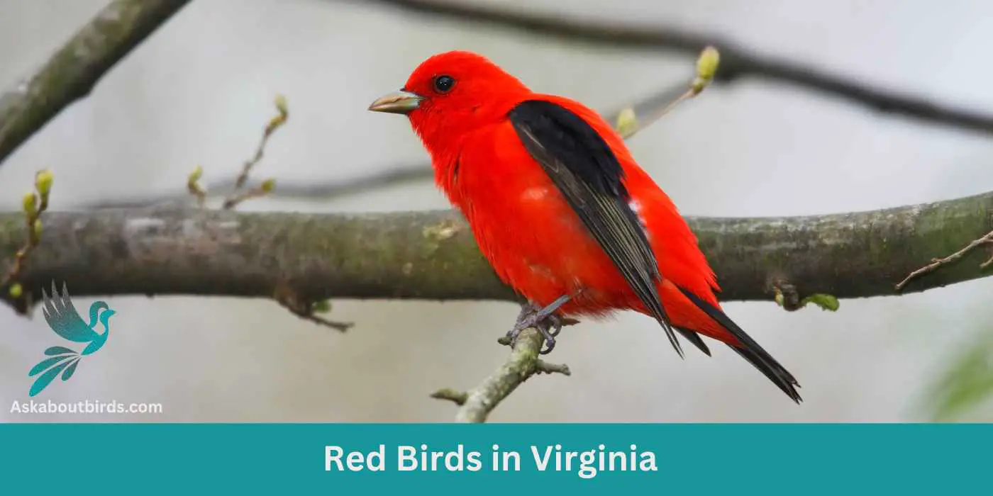 Red Birds in Virginia