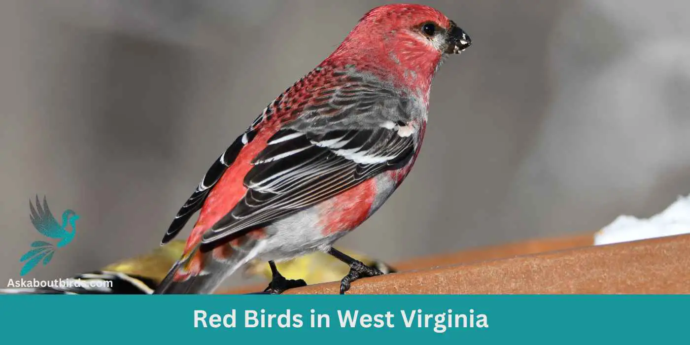 11 Red Birds in West Virginia (+Free Photo Guide)