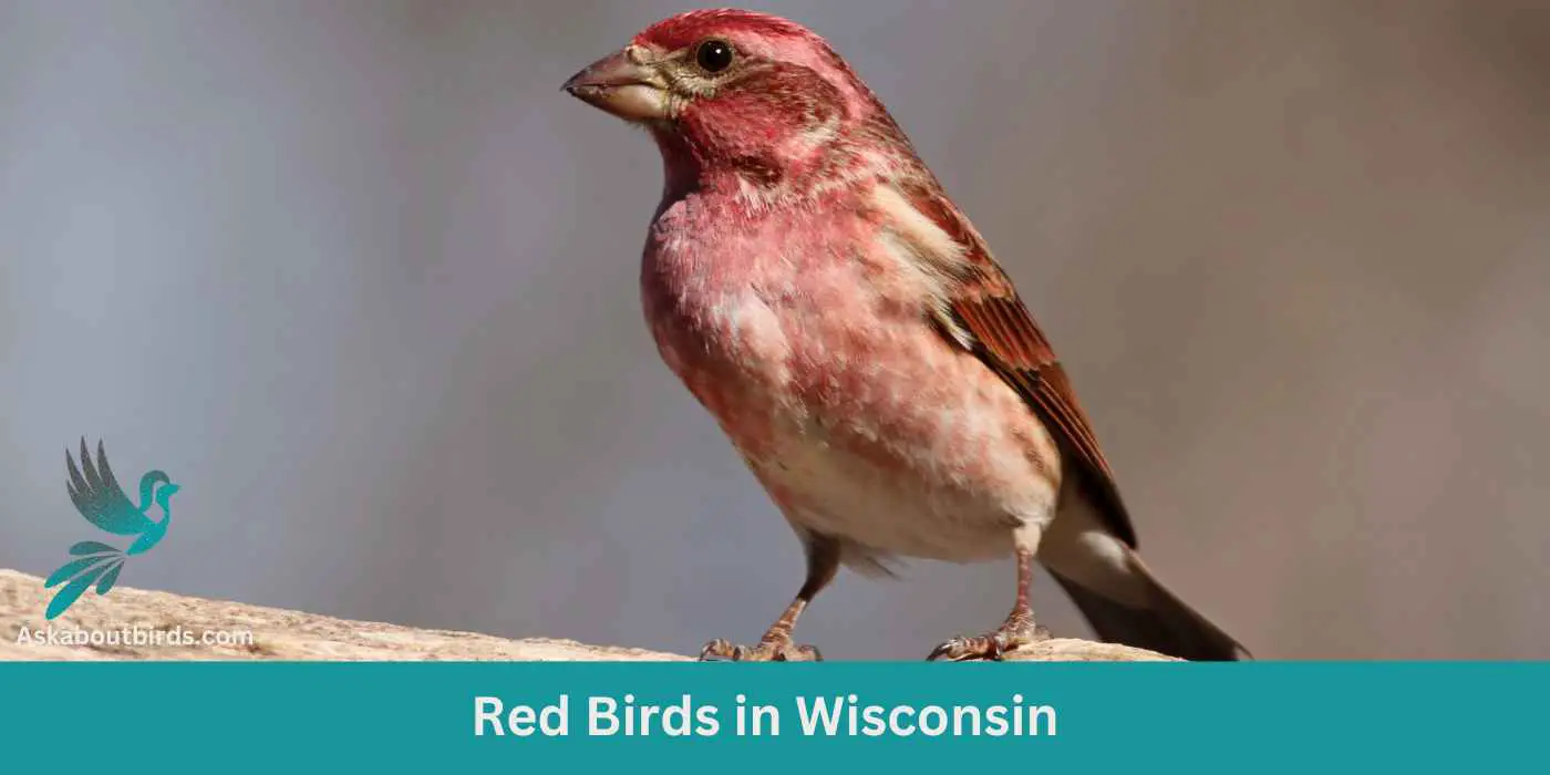 12 Red Birds in Wisconsin (+Free Photo Guide)