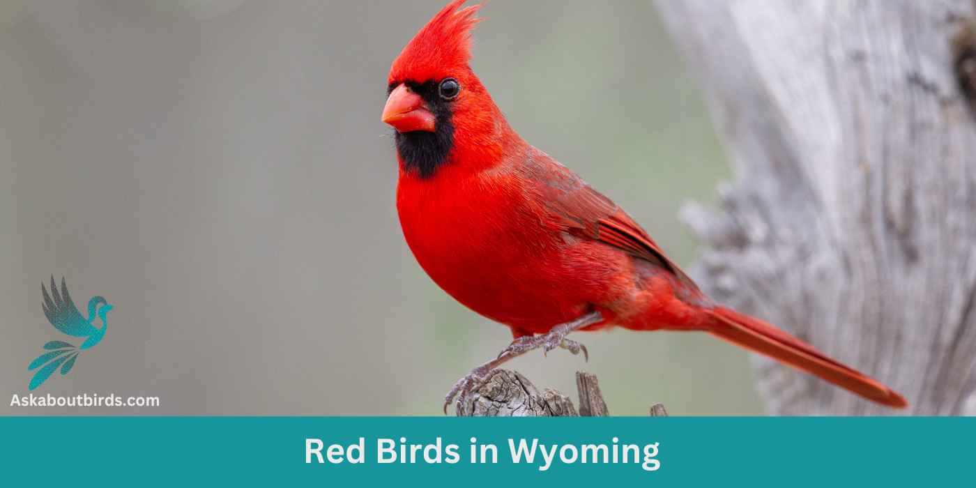 12 Red Birds in Wyoming (+Free Photo Guide)