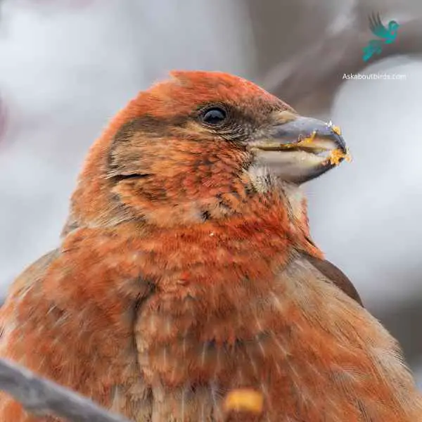 Red Crossbill close up