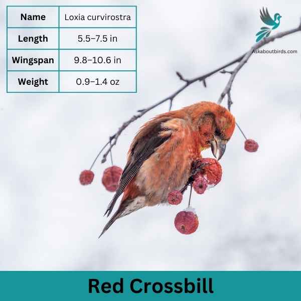 Red Crossbill