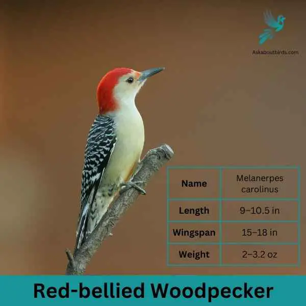 Red bellied Woodpecker 1