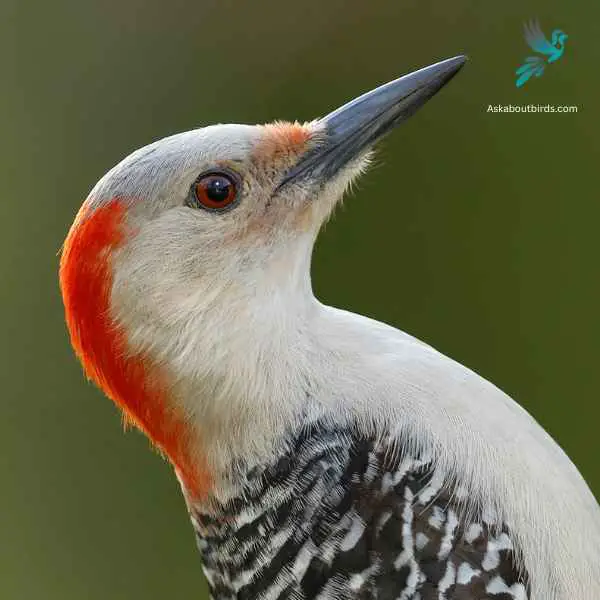 Red bellied Woodpecker close up