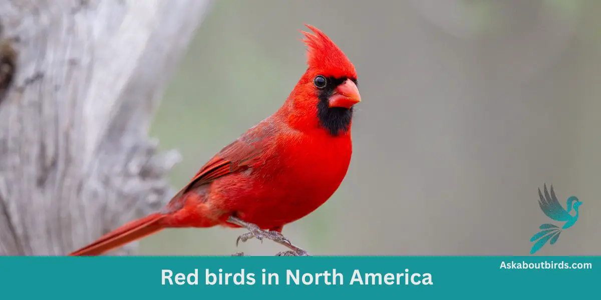 Red birds in North America