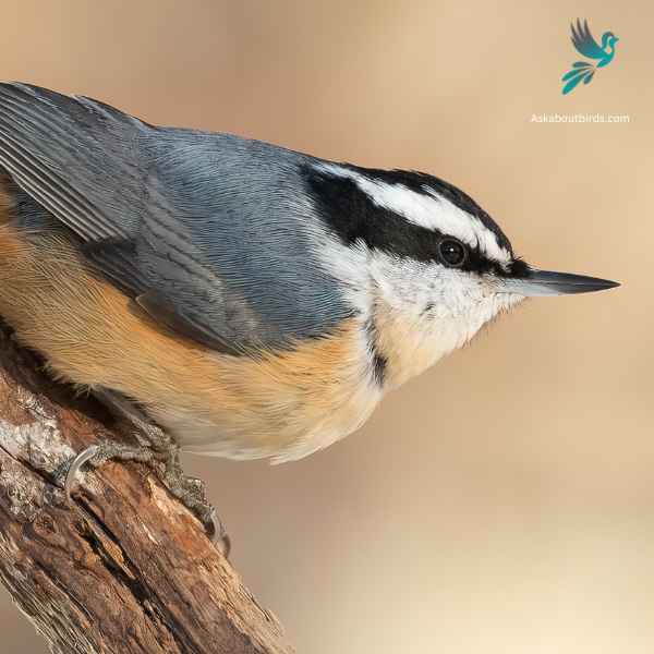 Red breasted Nuthatch close up