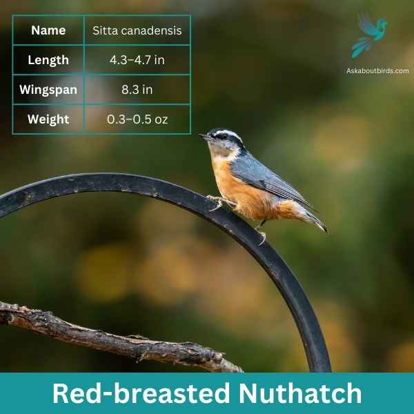 Red breasted Nuthatch