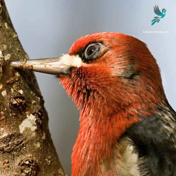 Red breasted Sapsucker close up