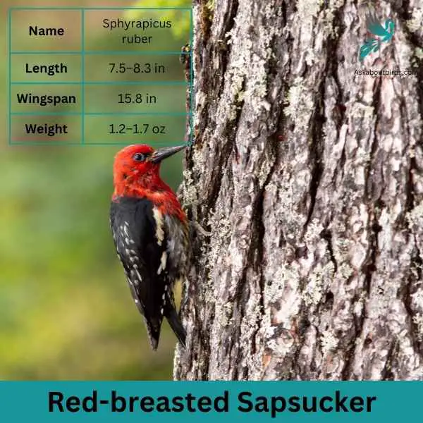 Red breasted Sapsucker