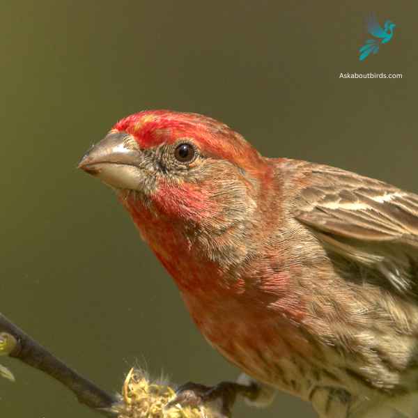 Red faced Warbler close up