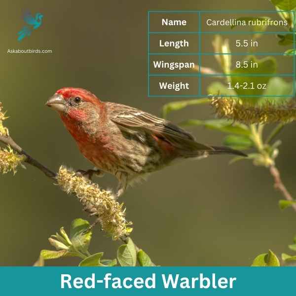 Red faced Warbler