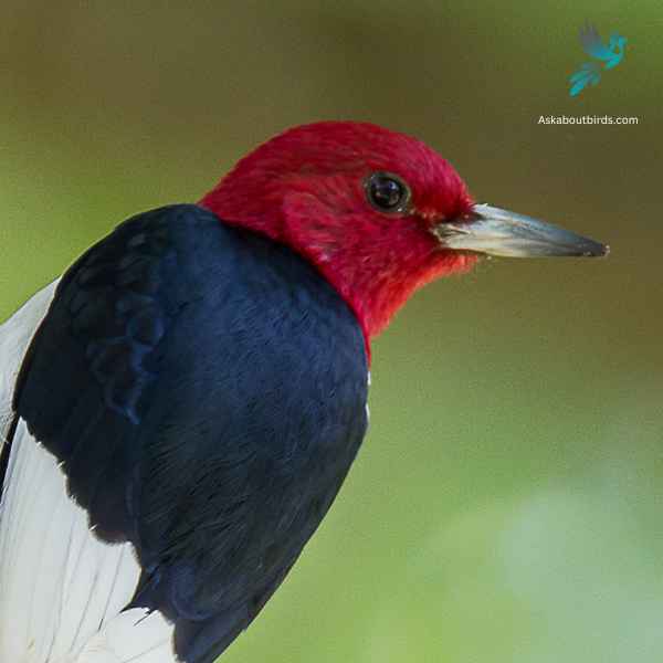 Red headed Woodpecker close up